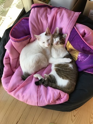 2020-01-09 ねこ2.jpg