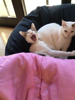 2020-01-09 ねこ1.jpg